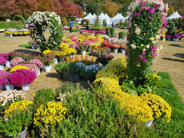아산시국화전시회에 전시된 국화 모습