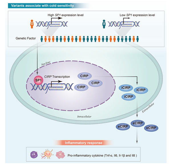 한증 연관 유전지표의 유전형 차이에 따라 SP1-CIRP 전사조절 차이를 일으켜 세포내 염증 반응이 달라질 수 있다는 결과의 모식도