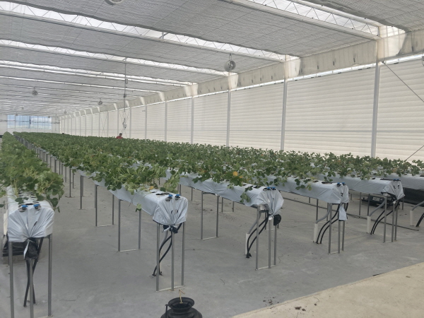 금산군 청년농업인 스마트팜 경영실습 임대농장