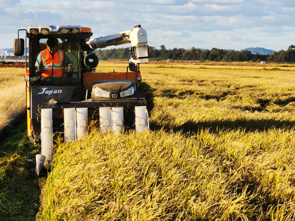 천수만 간척농지에서의 겨울철새 먹이를 수확하는 모습