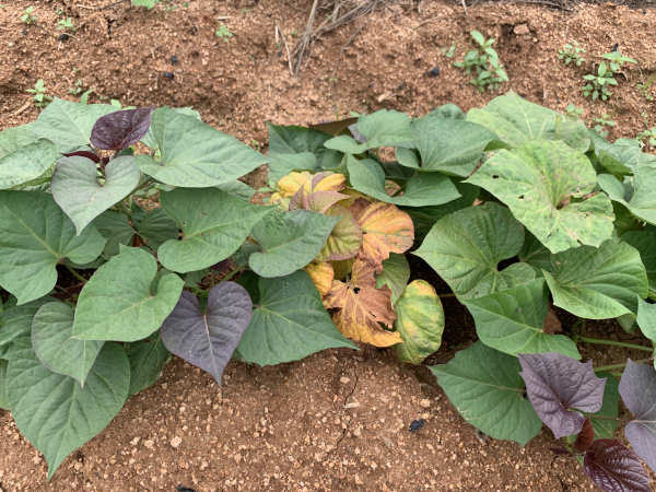 2개 이상의 바이러스에 감염된 고구마 모습