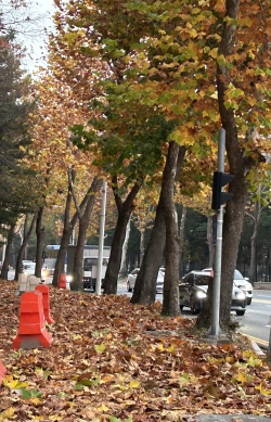 보행로를 덮어버린 낙엽