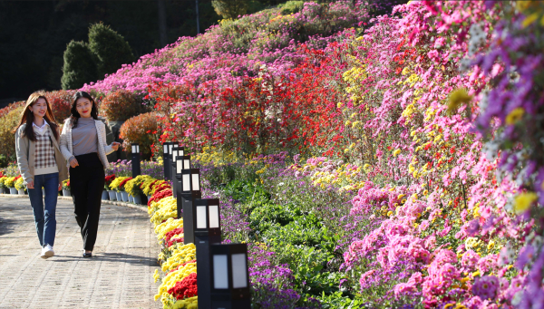 대청호 국화로 물들다