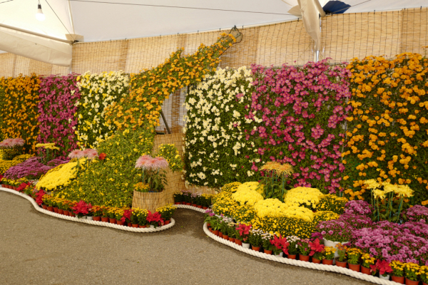 국화전시회 개최 모습