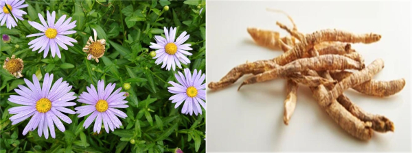 IBS가 벌개미취(왼쪽)와 더덕에서 항바이러스 물질을 발견했다.