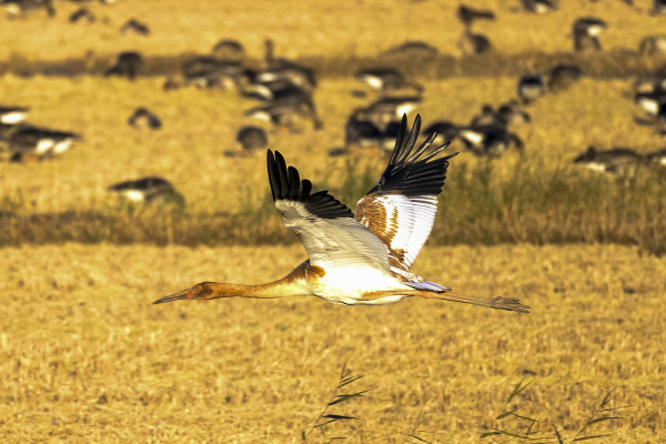 천수만에서 관찰된 국제적 보호종 시베리아흰두루미 유조