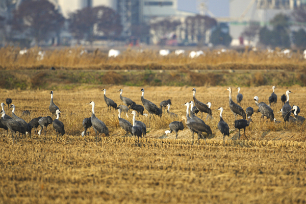 천연기념물 및 멸종위기야생생물II급으로 지정된 국제적 보호종 흑두루미