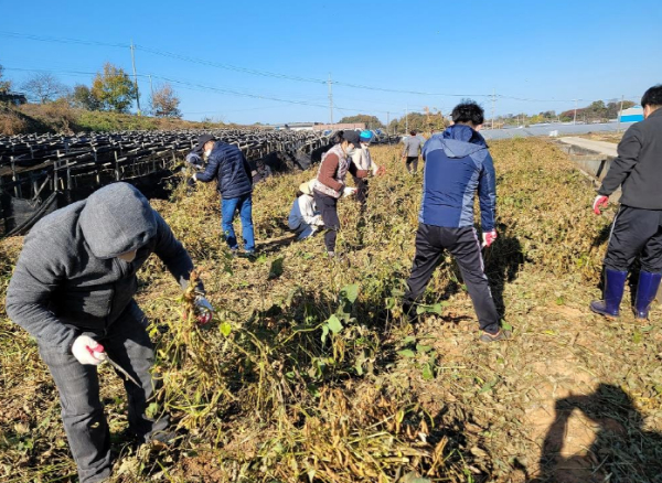 가을철 농촌 일손 돕기 프로그램 운영 사진