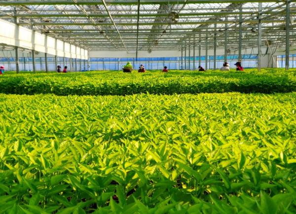 청양군농업기술센터 다목적육묘장