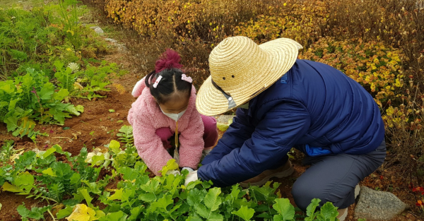 합덕수리민속박물관 농사 체험마당 중 수확 체험 사진