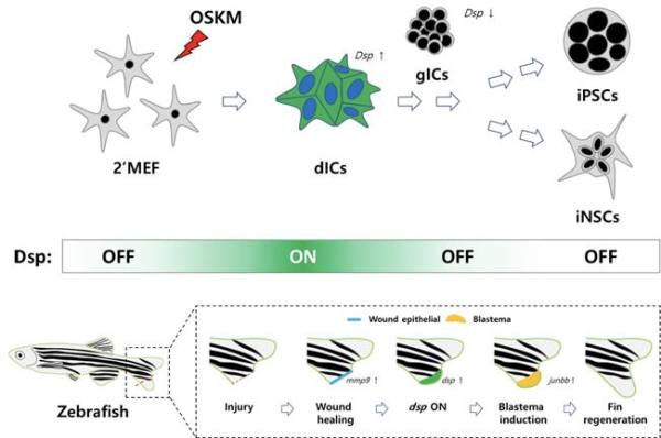 세포 리프로그래밍과 조직 재생의 주요 공통 인자(Dsp)의 작용에 관한 모식도