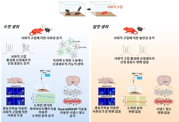 사회적 고립에 의한 사회성 변화 원리 규명 설명도