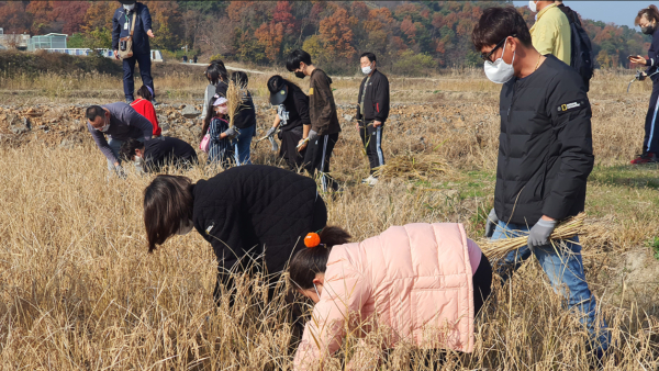 참가자들이 공공임대 휴경지에서 낫으로 벼를 베는 모습