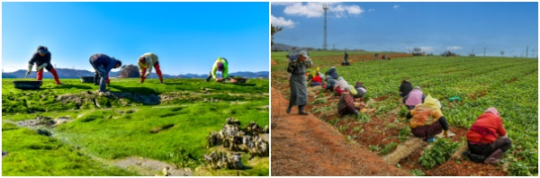 제9회 서산 관광사진 공모전 은상 감태작업(황선철 작),제9회 서산 관광사진 공모전 은상 알타리작업(이병주 작)