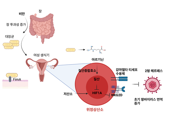 비만 시 질 내 공생미생물과 감마델타 T세포 상호 작용을 통한 항헤르페스 면역반응 강화 메커니즘