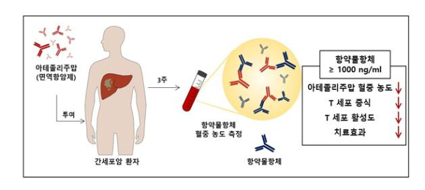 항약물항체의 혈중 농도 측정을 통한 치료 효과 예측 기전