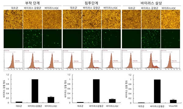 이소케르세틴이 인플루엔자 바이러스 감염 초기에 바이러스의  부착과 침투과정을 억제함을 보여주는 설명도