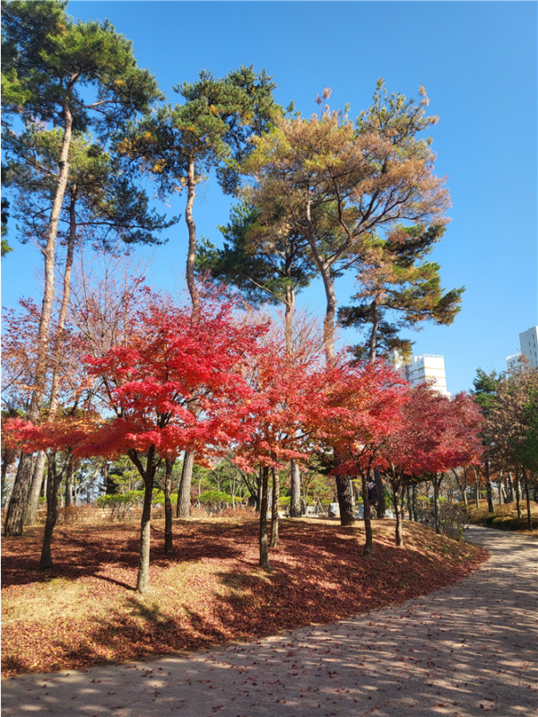 당진시 수청동 863-5 소나무