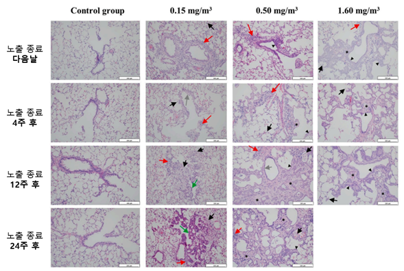 PHMG-p 흡입 노출 중단 이후 각 시기별 폐 조직 사진