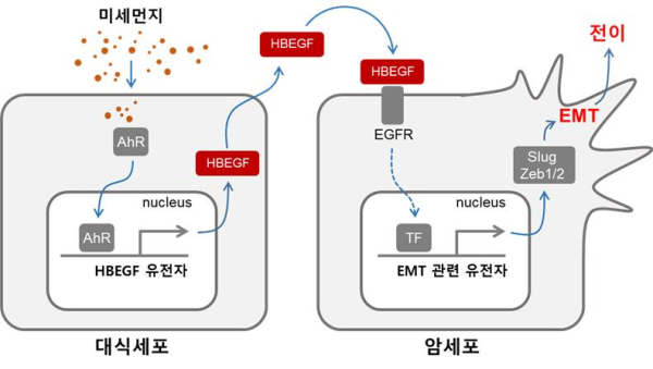 미세먼지에 의한 암세포의 전이 증가 과정에 대한 모식도