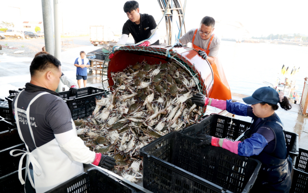 수산자원 산란·서식장 조성 자료사진(2022. 8. 21. 꽃게 수확)