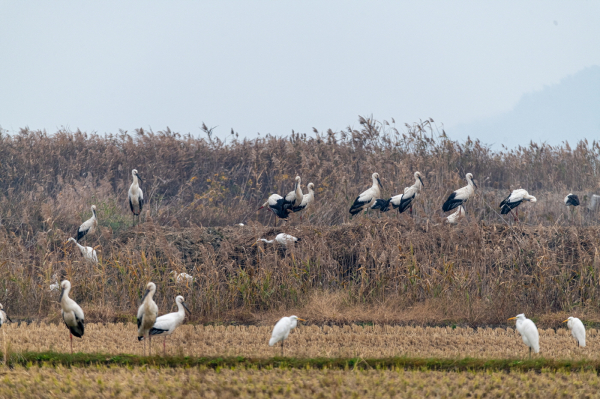 예산군, 2022년 천연기념물 황새 전국 모니터링 성공적으로 마쳐