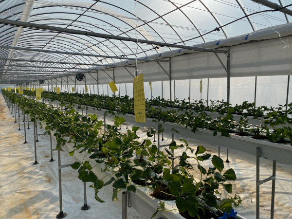 스마트팜 농가/천안시 제공