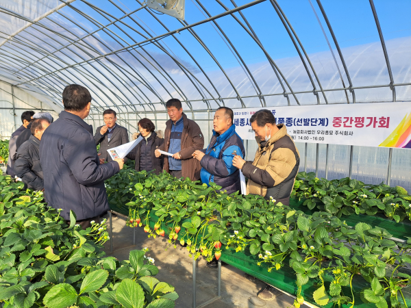 신품종 딸기 개발 중간평가회 개최 모습