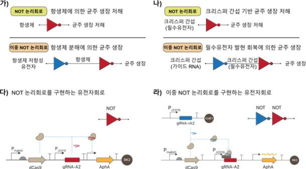 크리스퍼 간섭 기반 지능형 유전자 회로 모식도