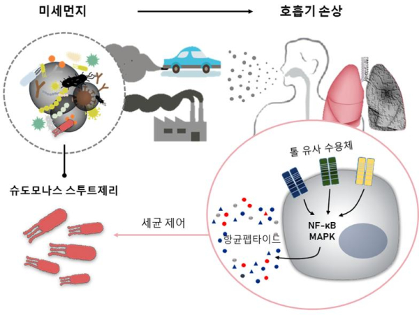 대기에서 포집된 미세먼지 유래 세균 감염에 의한 병리 기전