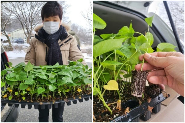 호풍미 조직 배양묘 분양