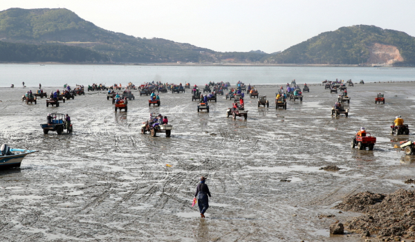 파도어촌계원들이 바지락을 채취하는 모습.