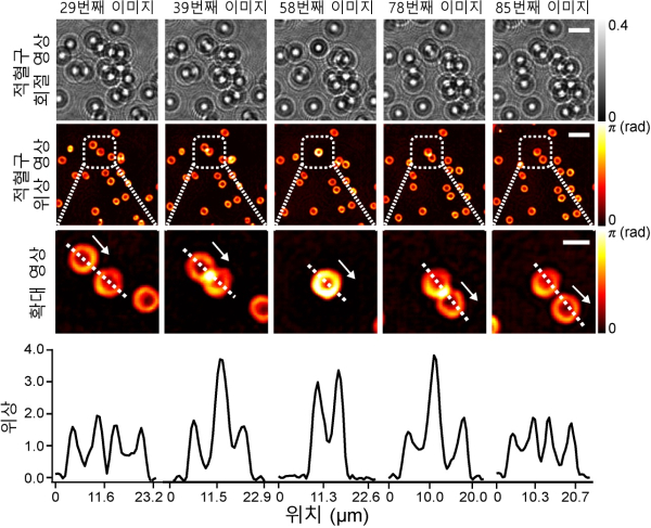 흘러내리는 적혈구의 실시간 위상 영상 복원 결과