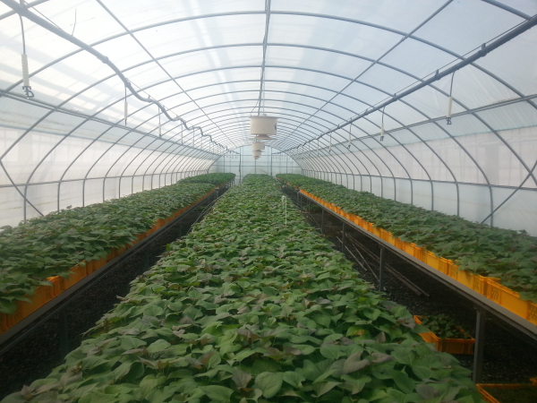 서산시 농업기술샌터 내 배양 중인 고구마 무병묘 사진