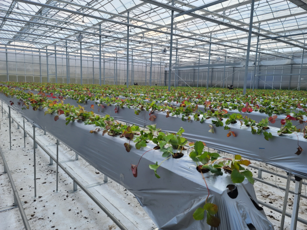 당진시 스마트팜 전경