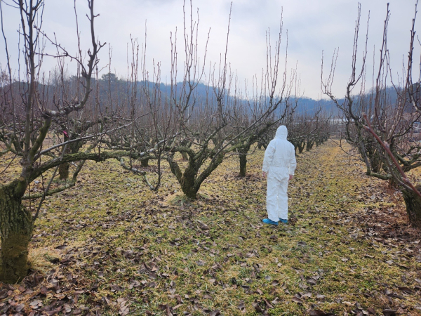 화상병 궤양 예찰