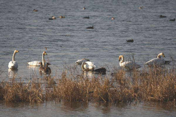 천수만에 찾아온 큰고니 모습.