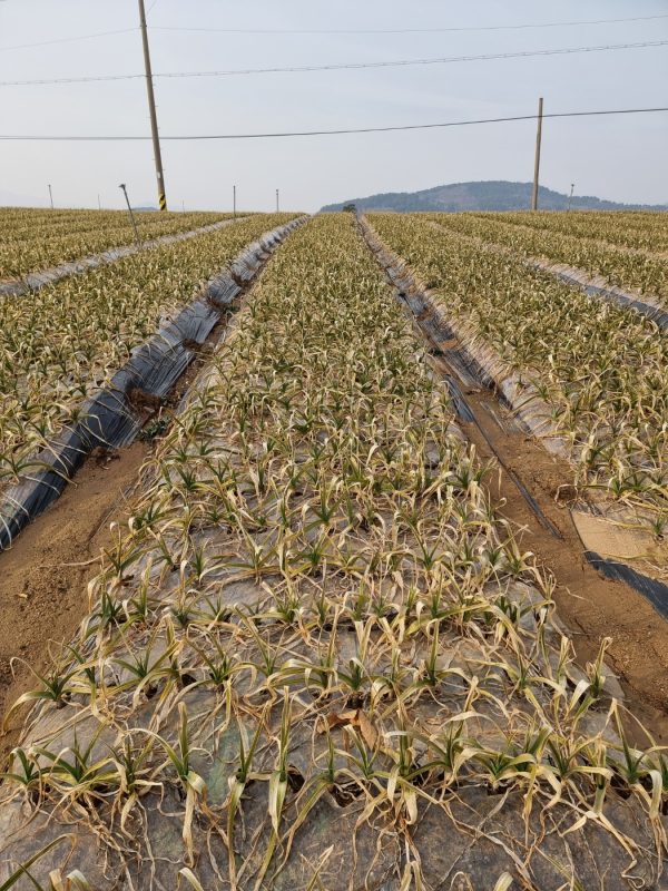 마늘밭전경