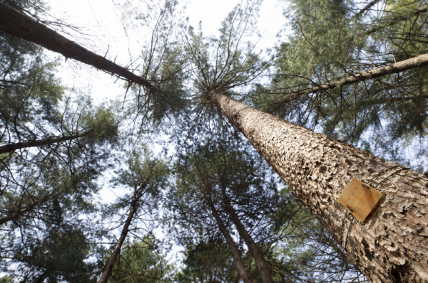 국립하늘숲추모원 추모목