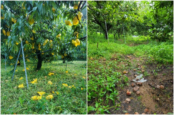 농작물 재해피해 사진