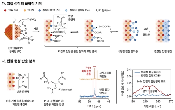 껍질 성장의 화학적 과정과 기작 분석