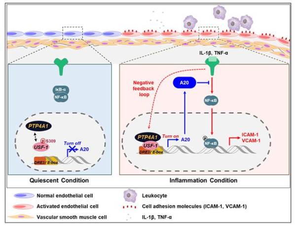 혈관내피세포 내 염증반응에서 PTP4A1의 기전을 나타낸 모식도