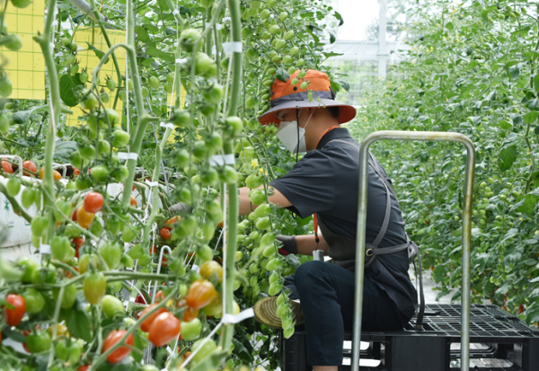푸르메소셜팜에서 일하고 있는 발달장애 청년