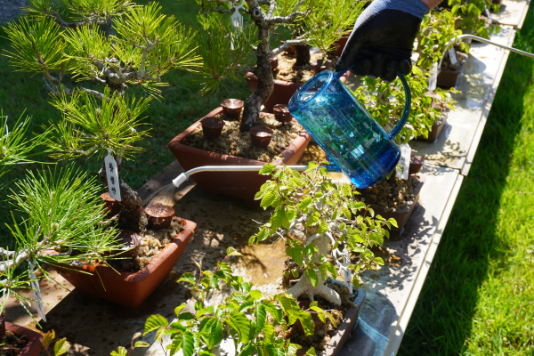 송백류 분재 가지를 정리한 후 물을 주고 있다