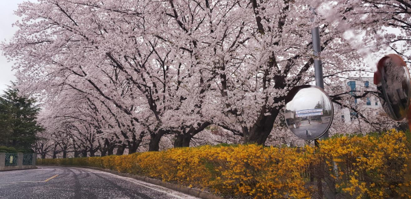 지난 ‘벚꽃 페스티벌’ 벚꽃 풍경 모습