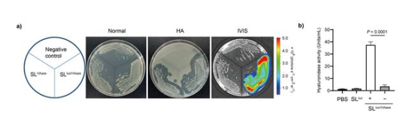 히알루로니다아제(HAase) 활성 측정 설명도