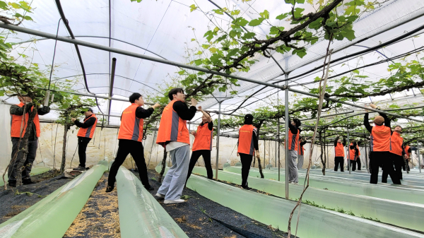 24일 충남 옥천군 군북면 은행리 소재 포도 재배 농가를 방문   하여 농촌일손돕기 봉사활동 모습