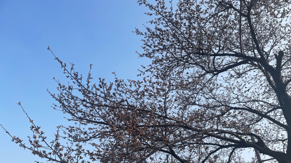 해미면 행정복지센터 앞 벚나무가 개화를 준비하고 있는 모습