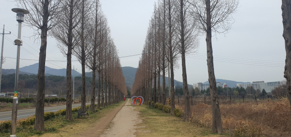 덕산면 메타세쿼이아길 전경