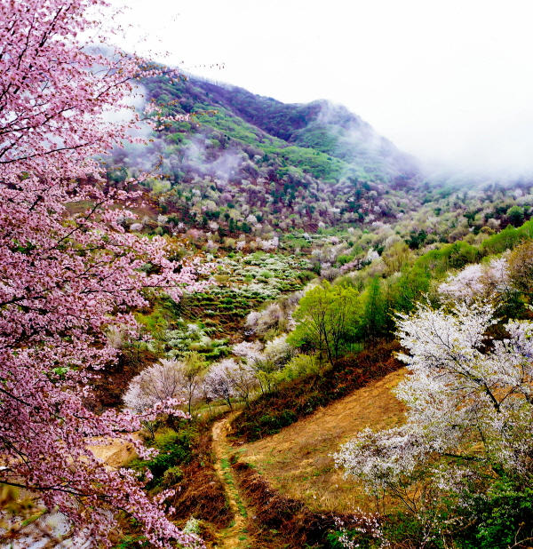 금산천 봄꽃축제